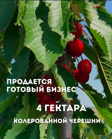 участки балыкчы: 400 соток, Для сельского хозяйства, Договор дарения, Тех паспорт