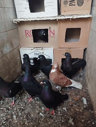 quşlar goyərcin: Qaralar 1 cütdən törəmədi Ana və Dədələrin Uçuşun Görmüşəm bala — 2