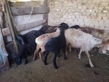 продам ягнят: Продаю | Овца (самка) | Полукровка | На забой, Для разведения | Кастрированные, Матка, Ярка — 3
