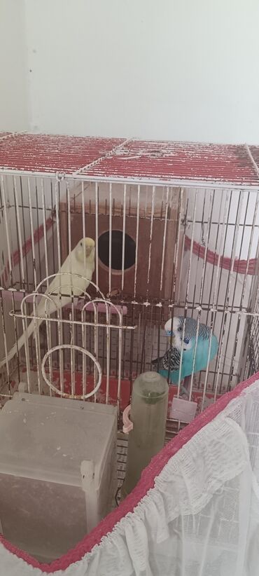 Tutuquşları: 1 cüt papuqay qəfəssiz 30 man, qəfəslə 50 man satılır