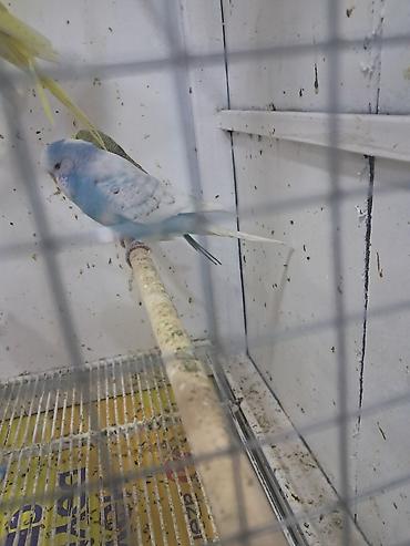 bulbul quşu satışı: Jumba balalar satılır və jumba və karella — 3