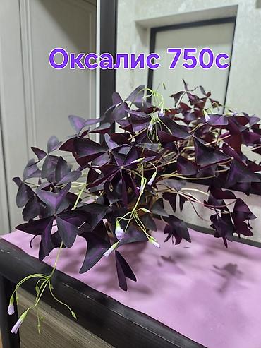 Комнатные растения: оксалис (кислица) и эухарис (амазонская лилия)