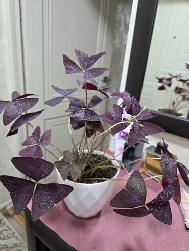 купить маленький аквариум: Комнатные растения в горшках: - Каланхоэ, бегония тигровая