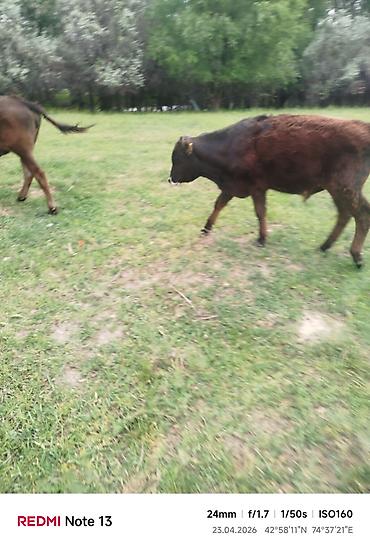 Коровы, быки: Продаю | Бык (самец) — 4