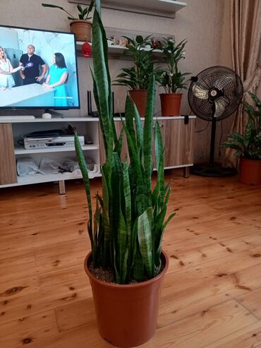 Otaq bitkiləri: Sansevieria (Qayın dili) – otaq bitkisi - Növ: Sansevieria — 10