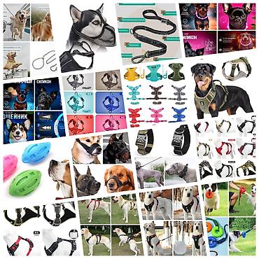 Зоотовары: Большой выбор омуниции для собак,больше информации и фото скидываю на — 1