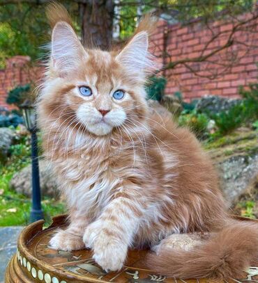 ivanovka kiraye evler: Satılır Maine Coon Kittens Mənim 2 gözəl Şih Tzu kişi və dişi var