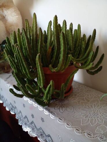 продаю пионы: Продам домашнее растение. Каждый 1500 сом. Звонить на номер спросить