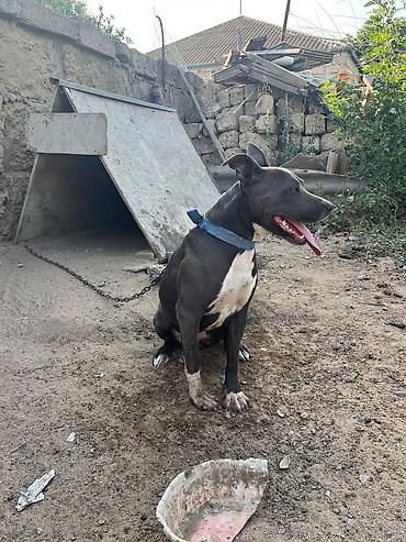 İtlər: Pitbul -da lalafo.az — 8 İtlər: Pitbul — 8