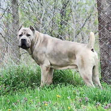 Psi: Kane Korso štenci Odgajivačnica Cane Corso Kennel Heavenly Kingdom FCI na lalafo.rs — 13 Psi: Kane Korso štenci Odgajivačnica Cane Corso Kennel Heavenly Kingdom FCI — 13