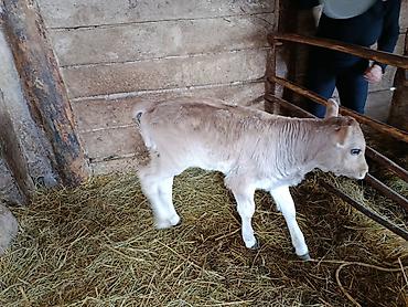 Коровы, быки: Продаю | Тёлка | На откорм — 11