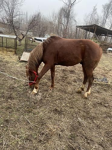 Лошади, кони: Продаю | Конь (самец) | Рабочий — 5