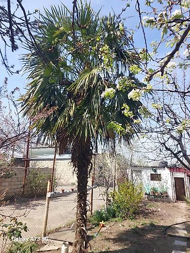 ağac gülləri: Trachycarpus fortunei (Kənarları pərli xurma/pal­ma) – həyət və bağlar — 3