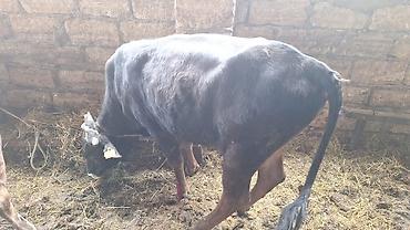balaca dana: Saxlanmali mallardi ancaq cacap 0505314161 — 4