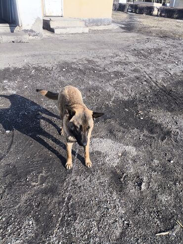 Продажа собак: Порода: бельгийская овчарка (малинуа) Самец Описание: - ОПЫТНЫЙ — 24