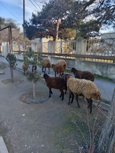 Qoyunlar, qoçlar: Qoyun sürüsü – yerli ətlik/yunlu istiqamət - Şəkillərdə müxtəlif — 8