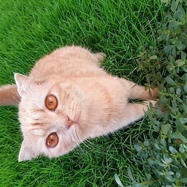 Продажа кошек: Британская короткошёрстная, 8 месяцев, Девочка, С прививками — 1