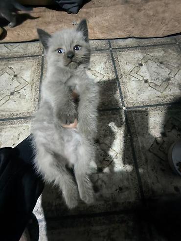 шотландская вислоухая кошка фото цена: Британская короткошёрстная, 1 месяц, Мальчик, Серый, Приучена к лотку — 1