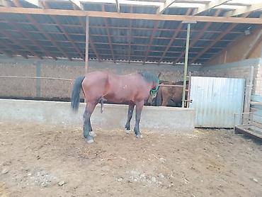 Лошади, кони: Продаю | Жеребец | Рабочий — 4