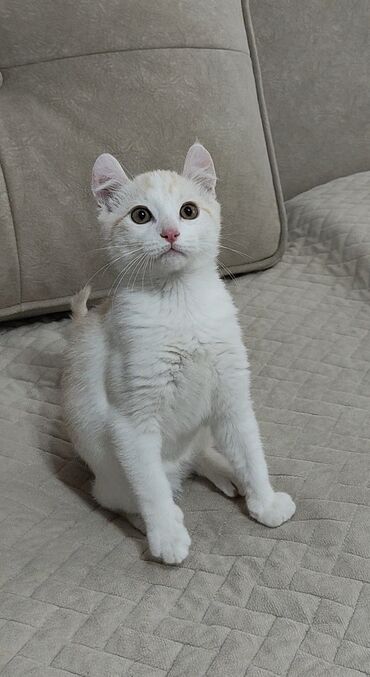 Продажа кошек: Американский кёрл, 3 месяца, Мальчик, Белый, Приучена к лотку — 14