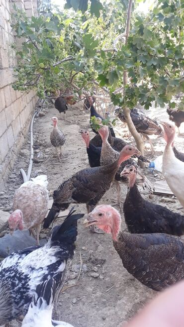 K/t heyvanları üçün mallar: Dişi, Yumurtalıq