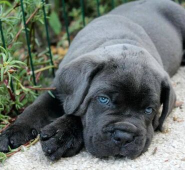 Psi: Ako tražite vernog člana porodice, obratite se nama i postanite — 20