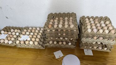 бройлер яйца: Продаю яйца . Всегда свежие. Собственное хозяйство. 
С1
С2
С3