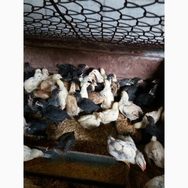 животные для дома: Месячные цыплята разных пород. Вакцинированные