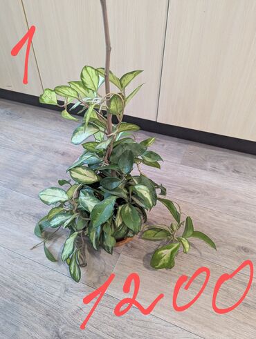 Другие комнатные растения: Комнатные растения, разных видов, филодендрон, хоя, эпипренум, фикус и — 2