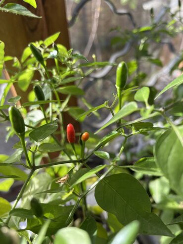 где купить саженцы роз: Рассада цветка: Самовывоз