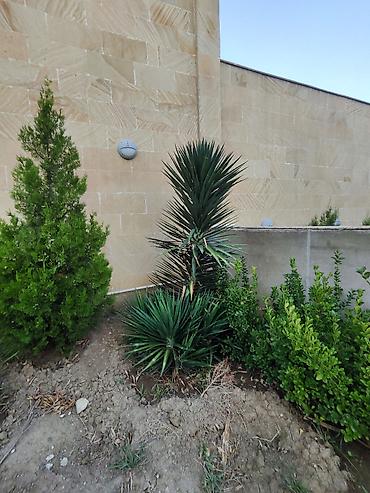 pixta agaci: Yucca: hətta yeni başlayanlarla birlikdə gedən sərt gözəllik. Bütün — 5