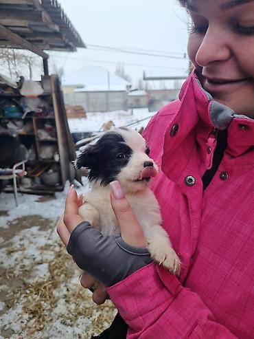 Продажа собак: Малыши ищут дом, и заботливых хозяев кушают сами, кушают все — 9