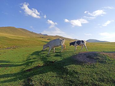 коро: Сатам | Уй (ургаачы), Бука (эркек), Кунаажын | Аргын | Көбөйтүү үчүн, Сүт алуу үчүн | Асыл тукумдуу