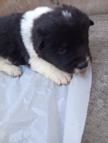 İtlər: Akita-inu, 1 ay, Erkek, Ünvandan götürmə