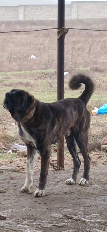 İtlər: Qurdbasar, 3 il, Erkek, Peyvəndli, Ödənişli çatdırılma — 3