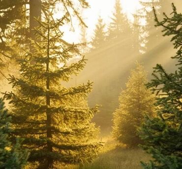 Prodaja zemljišta: 52 ares, Vlasnik — 10