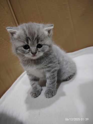 Pişiklər: Boz rəngli balaca pişiklər – yumşaq tüklü, iri qara gözlü, qısa — 3