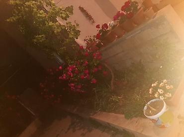 Həyət evi alıram: - Geniş, daşla döşənmiş həyət: yaşıl ağaclar, gül kolları, hasarlı — 13