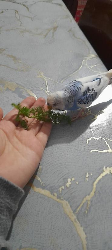 Tutuquşları: Ələ öyrəşmiş quşdu fikri ciddi olan vatcapa yazsin sumqayìt — 10