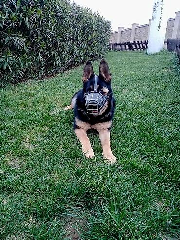 itlər doberman: Alman çoban iti, Erkək — 1