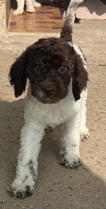 Psi: Nasa odgajivacnica lagotto romagnolo pasa A GANG OF LAGOTTA FCI 7244 — 7