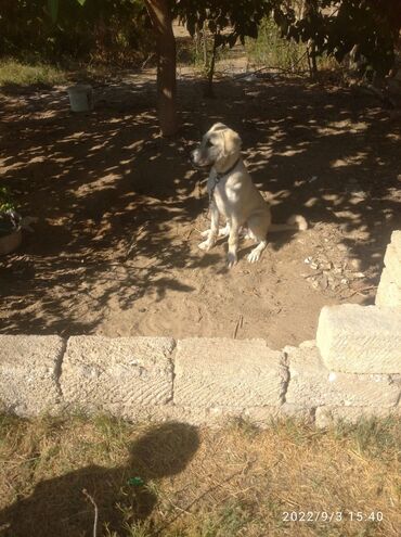 İtlər: Tür: İt (böyük cins, sarı-krem rəngli, qara maskalı) Təyinat: Həyət və — 8