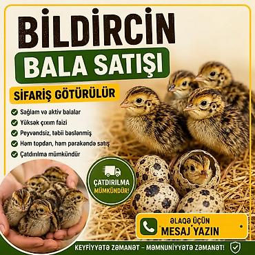 çin bıldırcını: Bildirçin bala satışı – sifariş qəbul olunur qiymət 70 qəpik say çox — 1