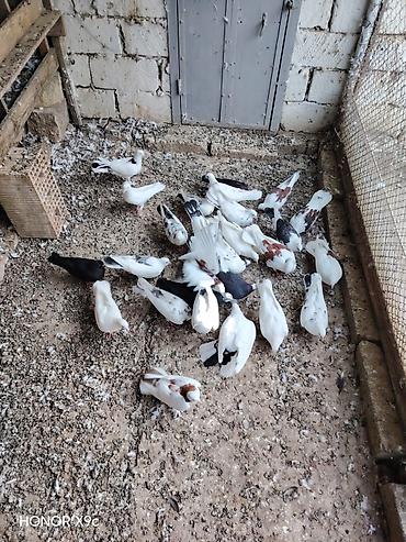 quşlar göyərçin: 30 dene qusdu tərgitmə heyvanlardi seçilib saxlanılıb Qaradağ rayonu — 3
