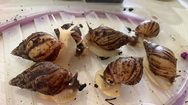 грызуны домашние: Улиточки 🐌 почти годик) по младше уже 6/7 месяцев ! Активные и