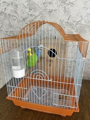 Tutuquşları: Hazır cüt tutu quşular qefedi yuvası ile bir yerde 35 manata — 2