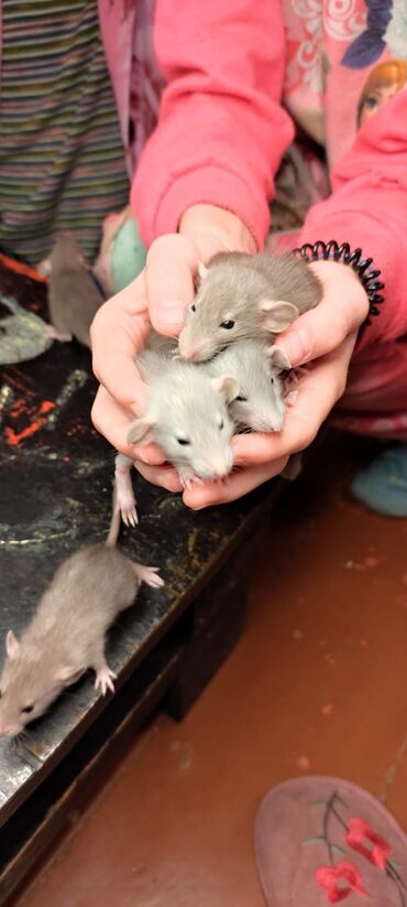 Крысы: Продаются крысята редкого серо- голубого и шоколадного окраса. порода