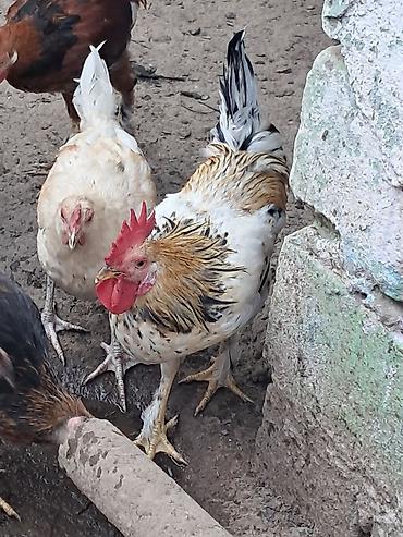 kənd toyuqlarının satışı: Xoruz, il: 1, Ödənişli çatdırılma — 4