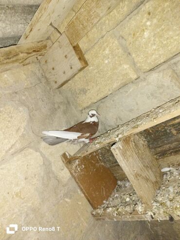 Göyərçinlər: Quslarin heresin öz qiymeti var uçan quslardi optum isdiyen olsa 1i — 1