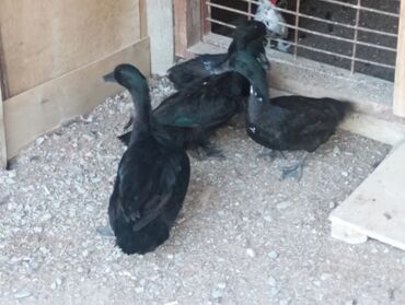 Akvariumlar: Dişi, | Lal ördək, Damazlıq, Ünvandan götürmə